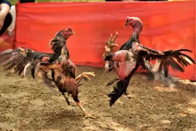 斗鸡的场面，有点令人心疼图片