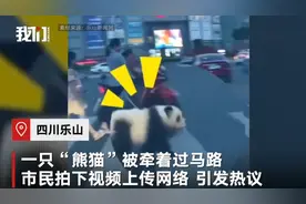 四川街头有人遛“熊猫”引发热议 主人道破真相令人惊奇图片