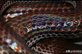 「盘点」身披七彩黑鳞、自带“驱虫”香气，蛇界的颜值担当们图片