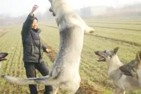 一只来自北方的狼！品质不输德牧！中国狼青！