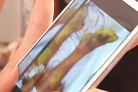 信阳男子疑似被蜱虫叮咬后死亡，整体腿发青，不停在床上翻滚！视频封面