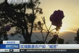 保加利亚玫瑰飘香农户“喊苦” “美丽”变成了罪过视频封面