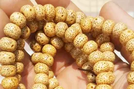 星月菩提子快速上色一个月能超过一年以及玩花了如何处理？