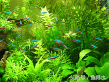 水族箱植物：底物和补充剂