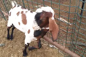 这种大耳朵山羊很罕见，市场价格有点贵，有什么来头？