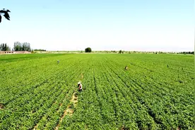 大豆除草剂能在出苗时打吗？很多农民选错了时间，反而不利除草
