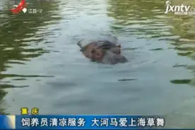 重庆：饲养员清凉服务 大河马爱上海草舞视频封面
