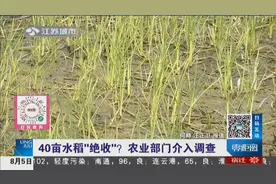 农民水稻大面积死亡，打除草剂草没死水稻死了？农业部门介入调查视频封面