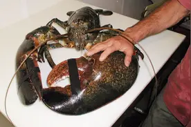 全球最大的龙虾王，体重40多斤寿命100岁，“胳膊”比人的还要粗