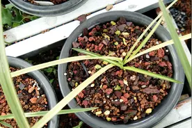 来兰友的兰园买兰花，2苗的中透艺要价一万，差一点就掏钱了！