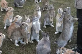 澳大利亚的兔子，到底有多猖狂？视频封面