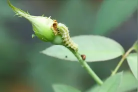 月季刚长出的花苞总是被青虫啃食，怎么办？