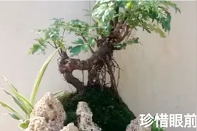 吸水石制作山石组合型盆景，山峦叠嶂，造型别致，意境优美！视频封面