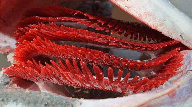 鱼含胶原蛋白高吗 2026年鱼含胶原蛋白高吗百度百科