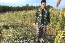农村生活怎么样？东北父子镰刀挥舞秋收忙，这景象实在太美了！视频封面
