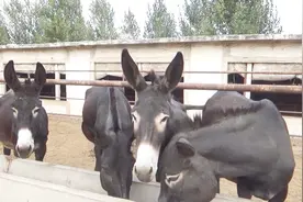 驴身上最贵的“宝贝”，想吃要预定，有钱也很难买到，你见过吗
