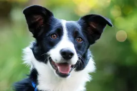 家里的牧羊犬因为没羊可牧，把家里另一只狗当羊，将其管得服服帖帖图片
