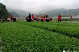 学而时“习”之｜手中有粮 心中不慌图片