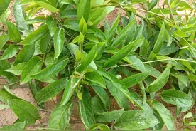 一种自带臭味的野菜，闻着臭，吃着香，名字不好听，作用却非常大图片