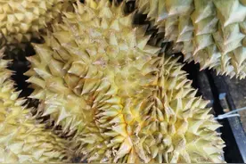 不管哪个品种的榴莲，看准8点，轻松挑出皮薄肉多的，方法太棒了图片