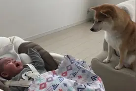 柴犬照顾小主人，因太“细心”而走红，网友：确定这不是成精了？图片