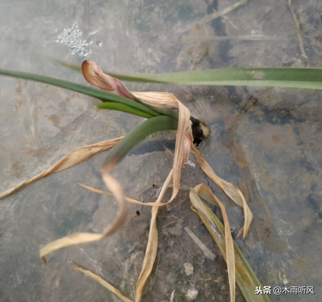 种植的大蒜烧苗怎么办？用什么办法解决？