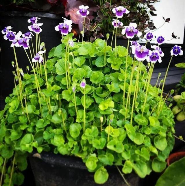 贝拉小蜜蜂草本身体乳