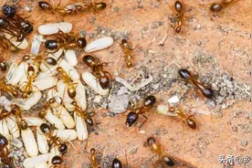 红火蚁的“隐患”，入侵我国435个县市区，毒蚂蚁有多可怕？图片