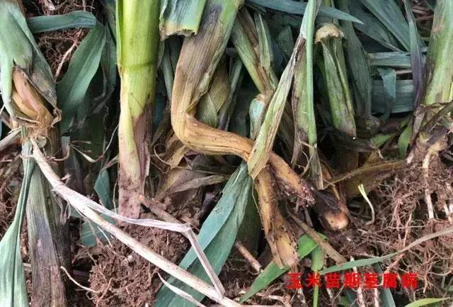 玉米种植,掌握好这10个小技巧
