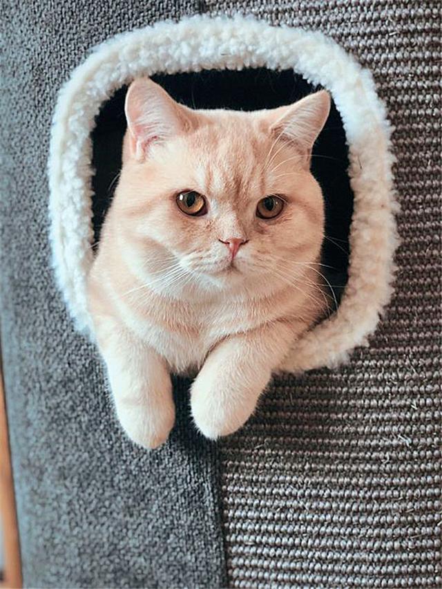 黄狸其实也是橘猫，相比宠物大橘而言，它更适合我们中国人