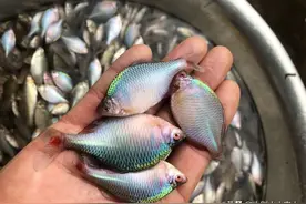 曾被鸡鸭追赶的鳑鲏，为何被日本天皇独宠，还在欧洲完成逆袭？图片