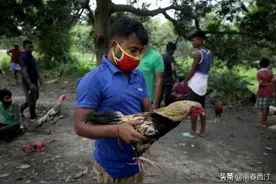 印度斗鸡比赛时用刀刺死主人，揭秘古老的斗鸡文化图片