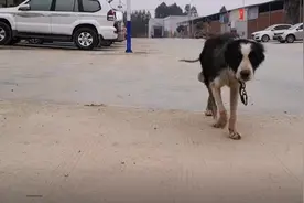 广西：生病边牧遭遗弃，美女救完却后悔：也许不救你会活得久一些图片