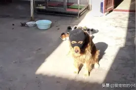 小伙担心自家金毛冷，给金毛戴了个头套，狗：你是游戏玩多了吗图片