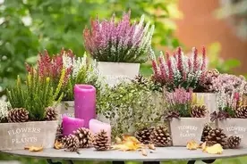 9月逛花市，遇到这八种花放心买，家里养几盆，美如仙境图片