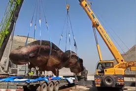 我国渤海首次发现抹香鲸，为什么说鲸鱼搁浅，是最惨的一种死法？图片