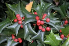 海拔800米的山坡下，有1种树珍贵，人称“构骨”，叶片有刺，奇特图片