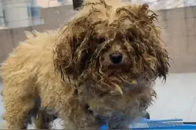 给流浪狗美容后，狗狗秒变“大家闺秀”，当天就被人领养了图片