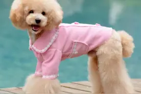 狗狗“反感”的6大行为，建议宠主少做图片