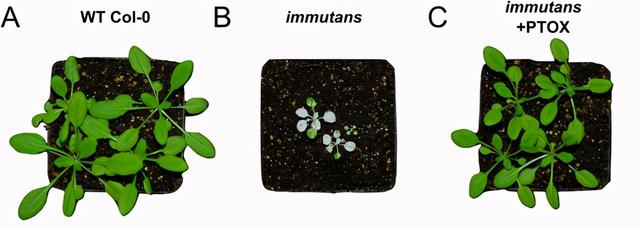 基因功能研究的那些套路你知道多少？（中）