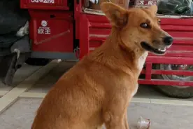 陕西：卖不掉的狗狗被扔，大妈捡后天天陪她卖菜：不惹祸就养下去图片