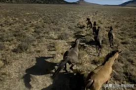 果真这么豪横？我国卖万元一匹，澳大利亚猎杀1万匹野马还嫌不够图片