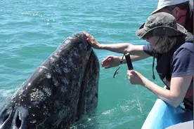 搞不懂鲸鱼为什么会亲近人类？看鲸鱼身上的藤壶就明白了图片