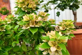 三角梅开败后，做好3个“动作”，快速长新芽，顶部全是花图片