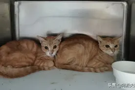 生命之间的抉择：你见过猫饿极了会吃猫吗？图片