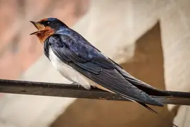 俗语“家有三喜出能人，宅有四实人富贵”，三喜和四实到底何意？图片