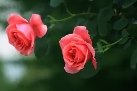 有一种爱，爱的久了，就成了生命中的习惯，习惯，每一天都想你图片