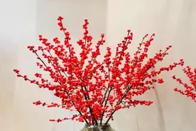 春节期间，家里养2种“插花”，方法简单，喜庆又吉祥图片