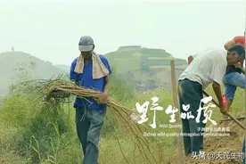 足年黄芪野生品质，养生更到位图片