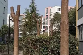 “杀头树”，一种被带偏了的重度修剪图片